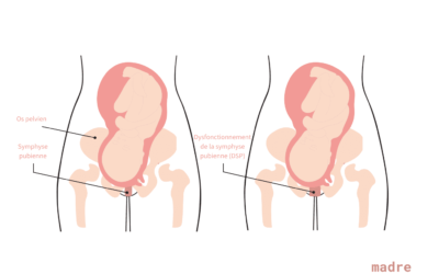 symphyse pubienne