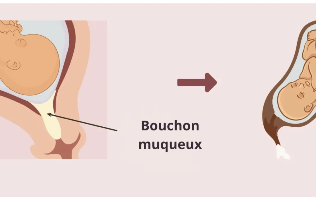 Le bouchon muqueux : rôle, aspect et lien avec l’accouchement