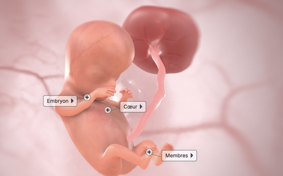 Semaine 7 de grossesse (9SA)