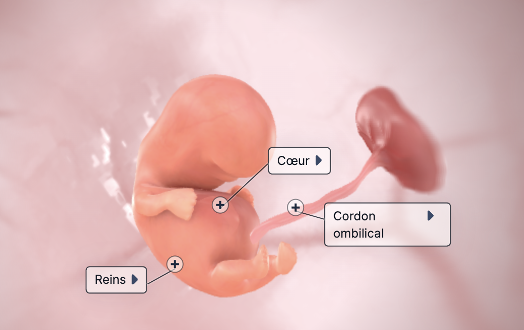 Semaine 5 de grossesse (7 SA)
