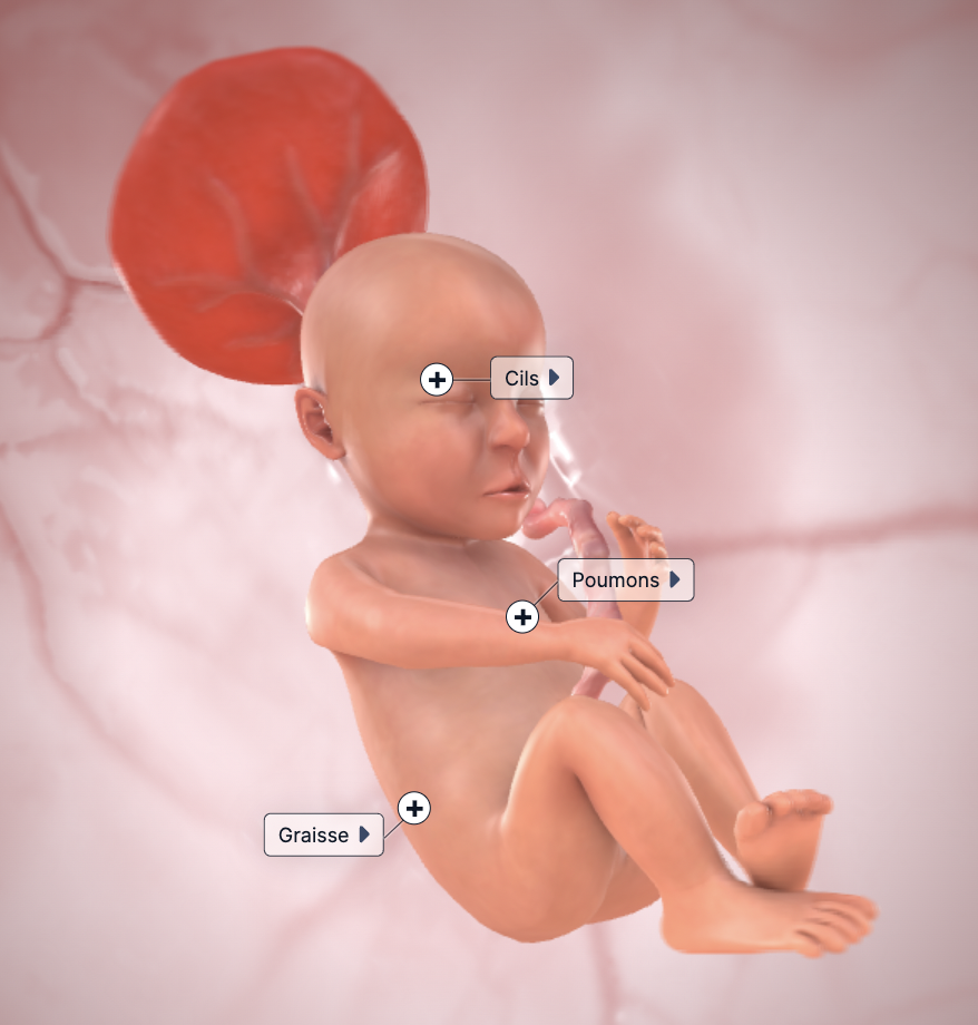 foetus_24_SA