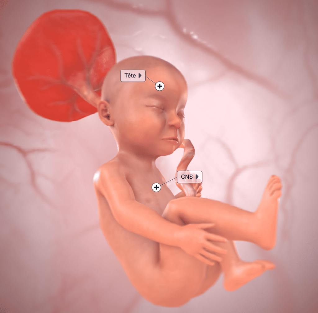 developpement_foetus_29SA