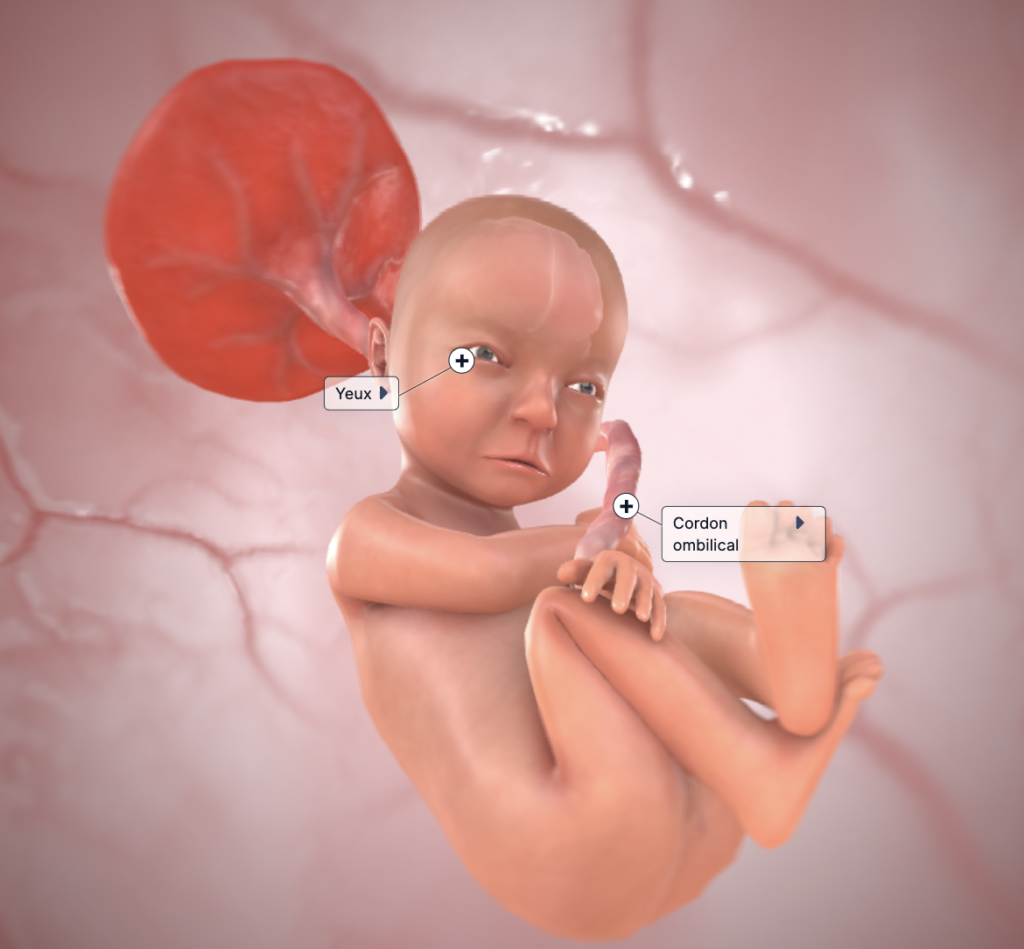 foetus 28 SA