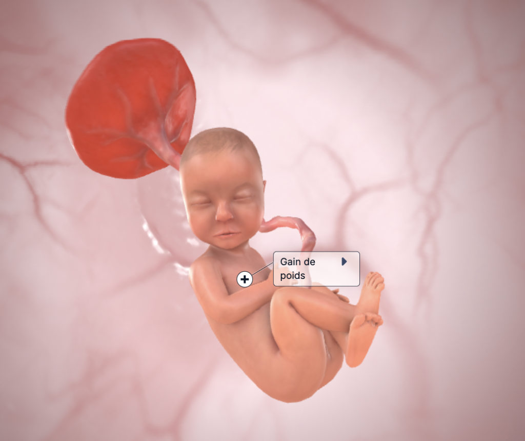 développement bébé 31 SA