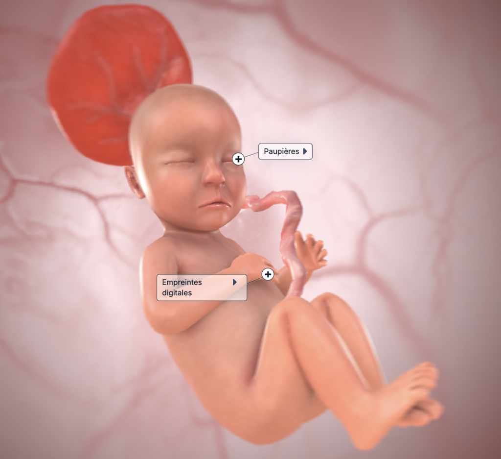 développement foetus 27 SA