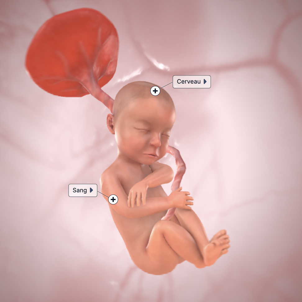 foetus_30SA