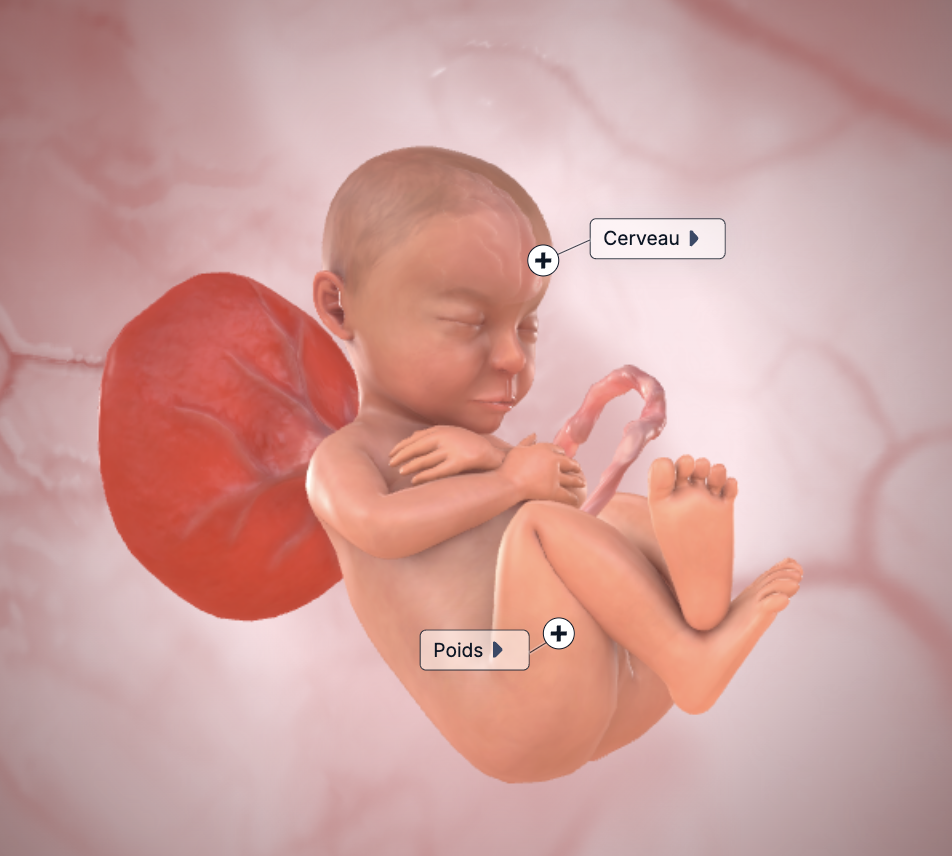 bébé 35 SA