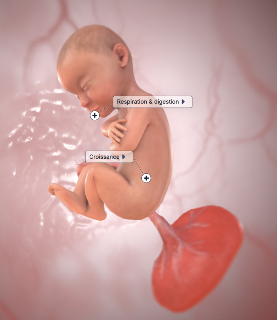 foetus 34 semaine grossesse