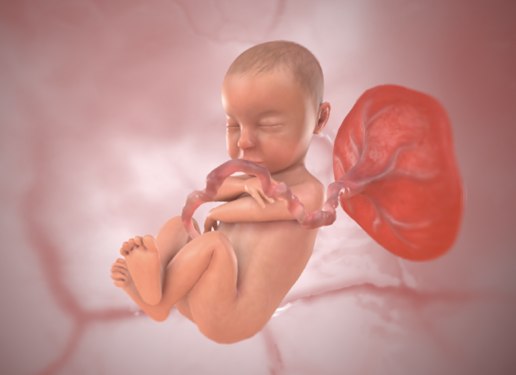 développement bébé 34 semaine grossesse