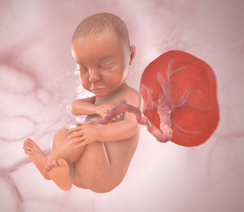 foetus 33SA