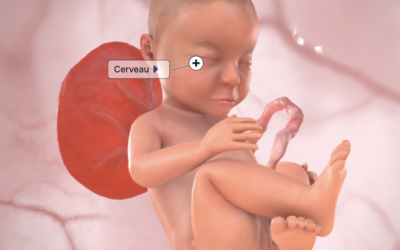 Semaine 30 de grossesse (32 SA)