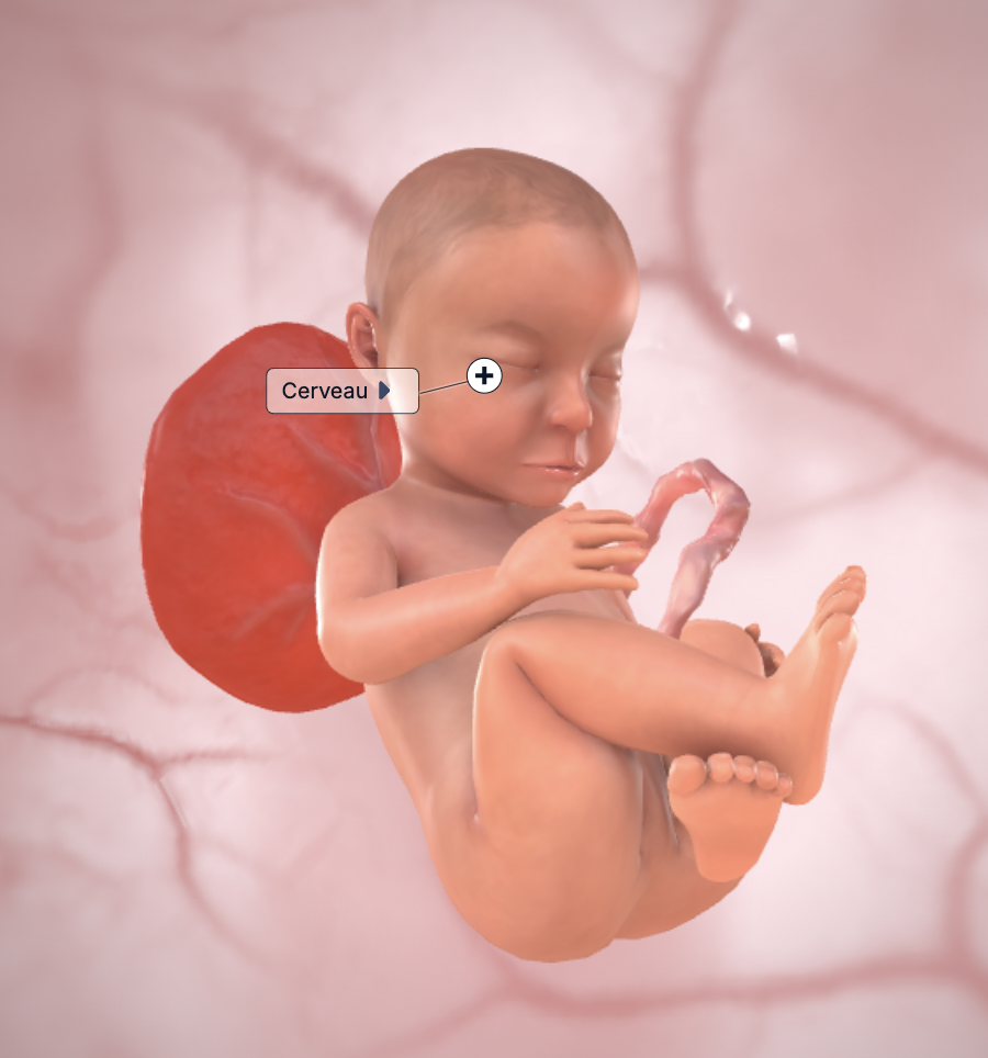 foetus 32SA