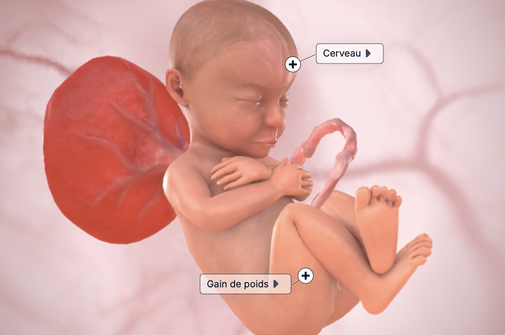 Semaine 35 de grossesse (37 SA)