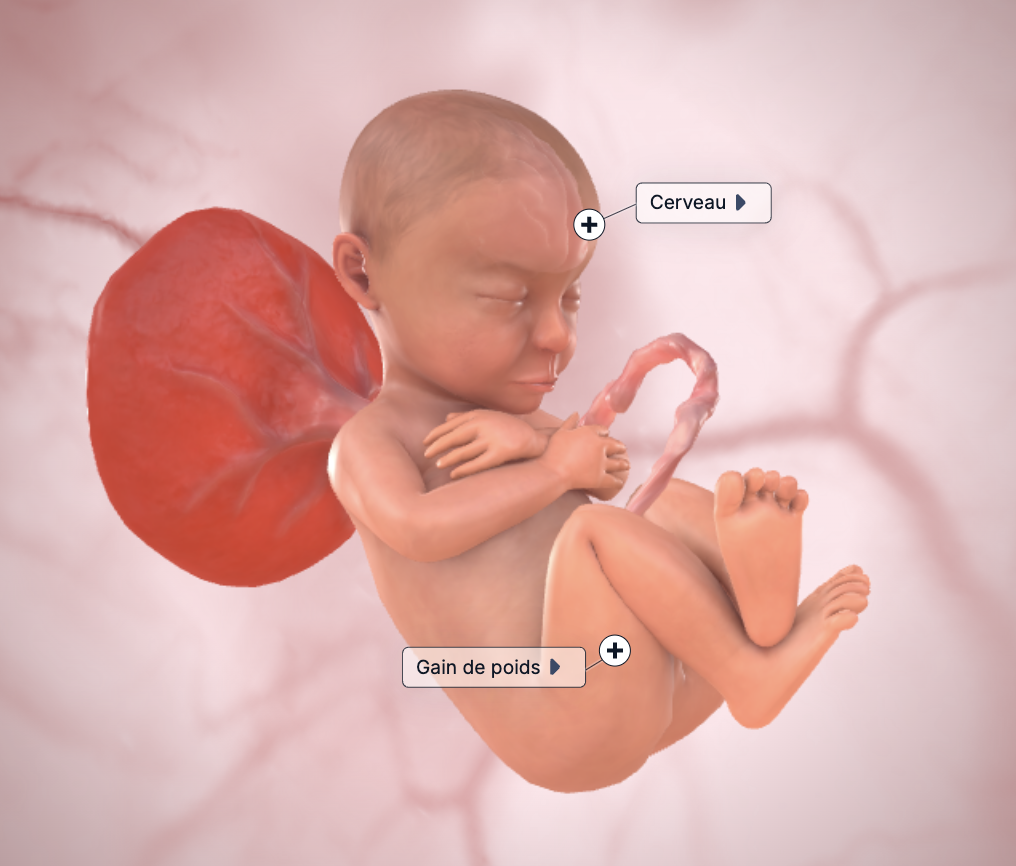 semaine 35 de grossesse foetus