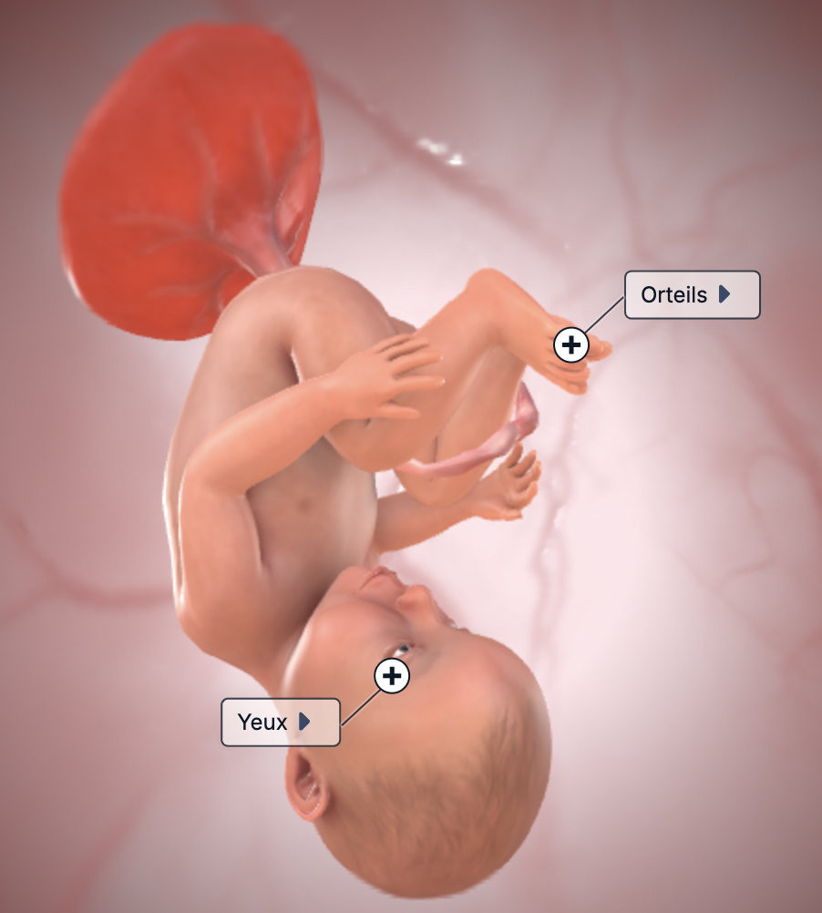 semaine 36 de grossesse foetus