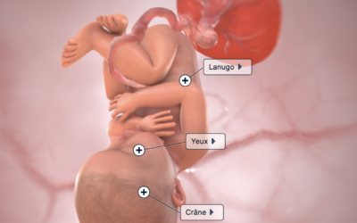 Semaine 38 et 39 de grossesse (40 et 41 SA)